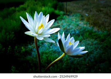 খুরশীদ আলমকে হাইকোর্টের বিচারপতি পদ থেকে অপসারণ